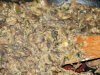 Pieczarki w �mietanie