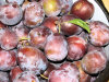 �liwkowiec szalonej Tereski