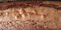 Babka kakaowa