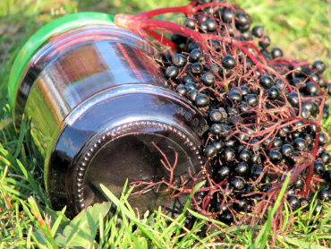 Zdjęcie potrawy Sok miodowy z owocami czarnego bzu