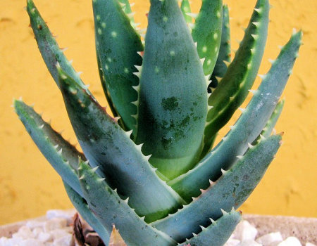 Aloe vera - aloes (nad)zwyczajny