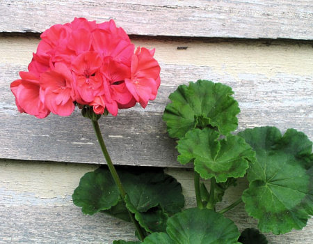 Czym podlewać kwiaty domowe, żeby ładnie rosły?