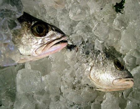 Jak długo można przechowywać zamrożone ryby?