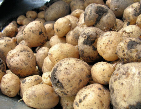 Jak powinno obierać się ziemniaki?