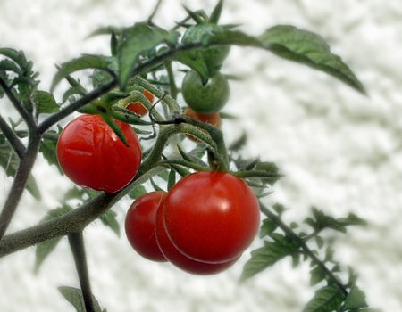 Jak przyspieszyć dojrzewanie pomidorów?