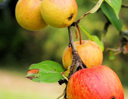 Jakie jabłka najlepiej nadają się do surówek?
