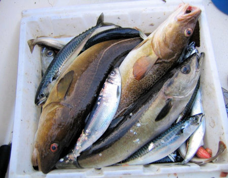 Zapach ryb zniknie z naczyń, w których były przyrządzane...