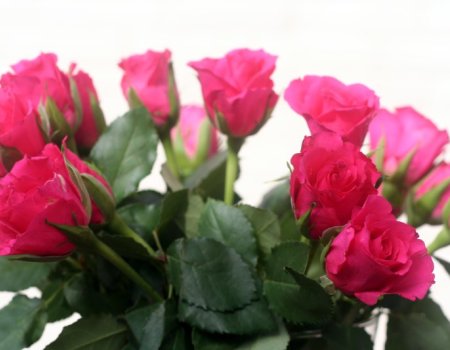 Jak utrwalić zapach róż?