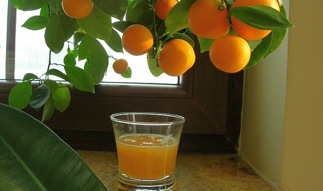 Sok z mandarynek