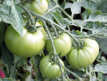 Zdjęcie potrawy Sałatka z zielonych pomidorów