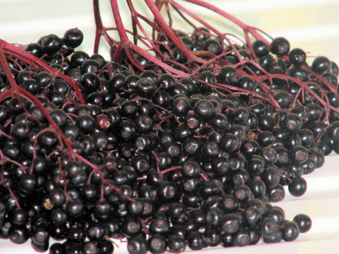 Sok ze śliwek i owoców czarnego bzu - zdjęcie 3