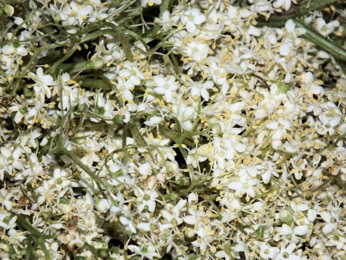 Syrop z kwiatów czarnego bzu i cytrusów - zdjęcie 3