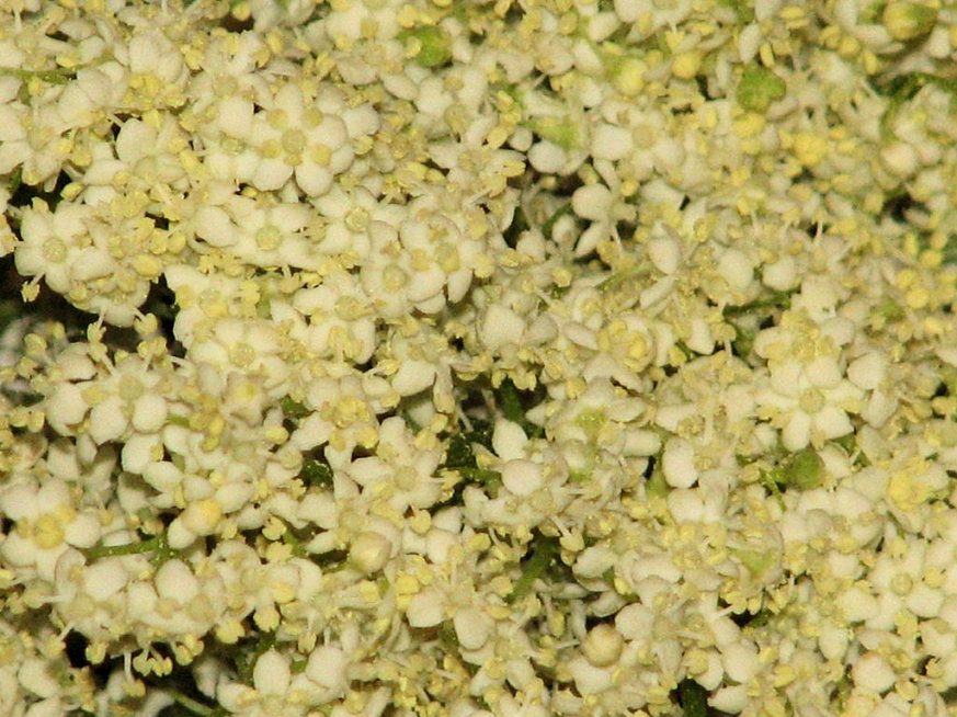 Likier z kwiatów czarnego bzu - zdjęcie 2