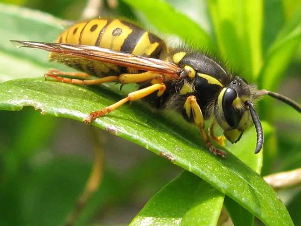 Alergia po użądleniach owadów