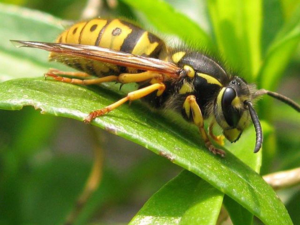 Alergia po użądleniach owadów