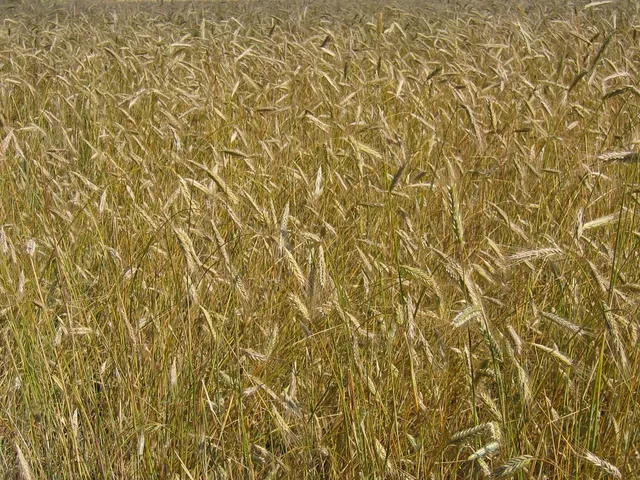 pszenica durum