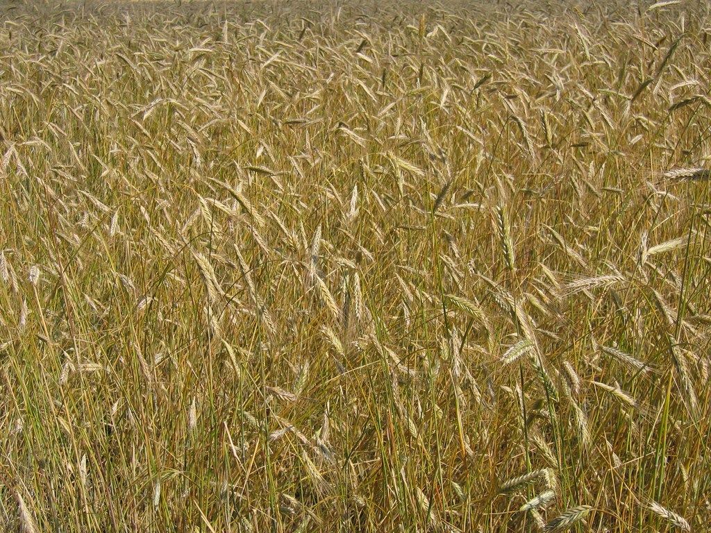 pszenica durum