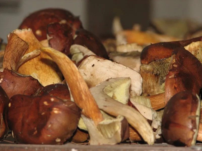 Zbieranie i suszenie grzybów