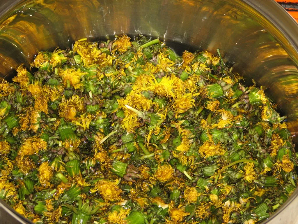 Syrop z mniszka