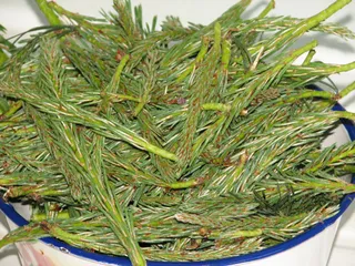 Syrop miodowo-sosnowy - 2