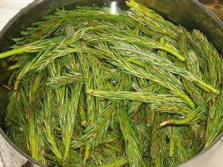 Syrop miodowo-sosnowy - 3