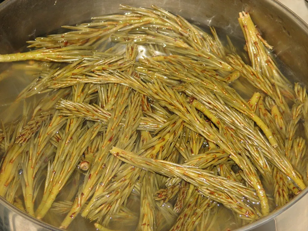 Syrop miodowo-sosnowy