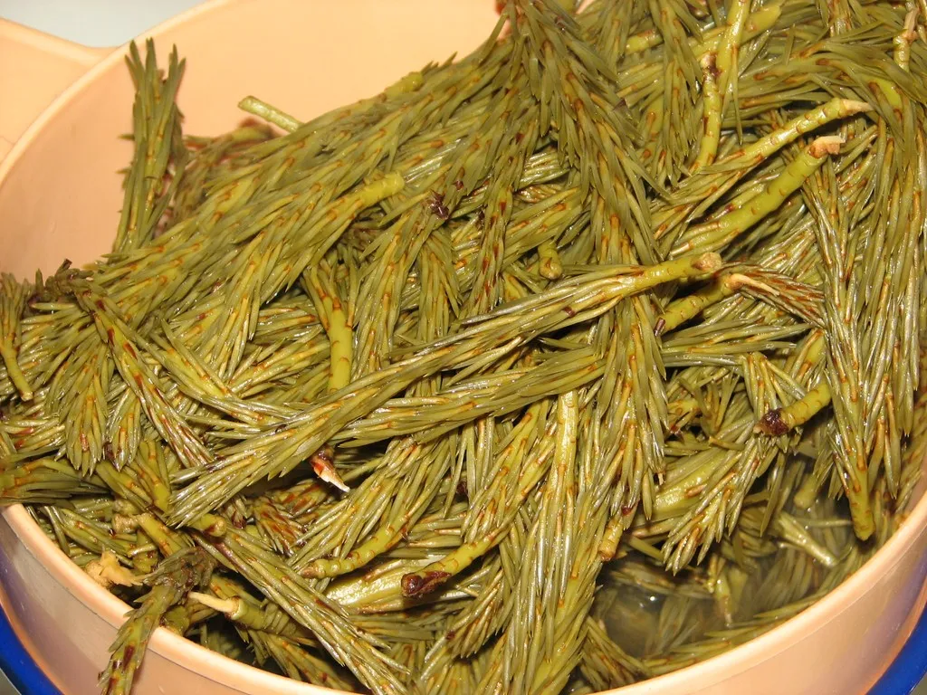 Syrop miodowo-sosnowy