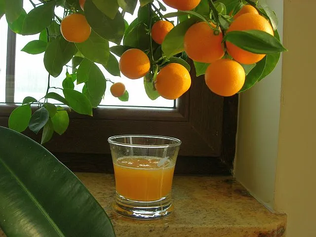 Sok z mandarynek