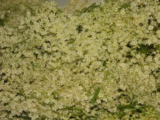 Syrop z kwiatów czarnego bzu - 3