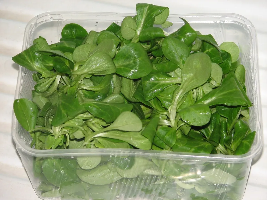 Lekka sałatka z roszponką, pomidorkami i mozzarellą