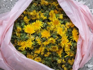 Syrop z mniszka lekarskiego - 5