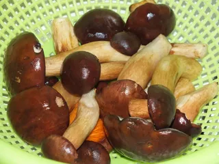 Zupa ze świeżych grzybów leśnych - 4