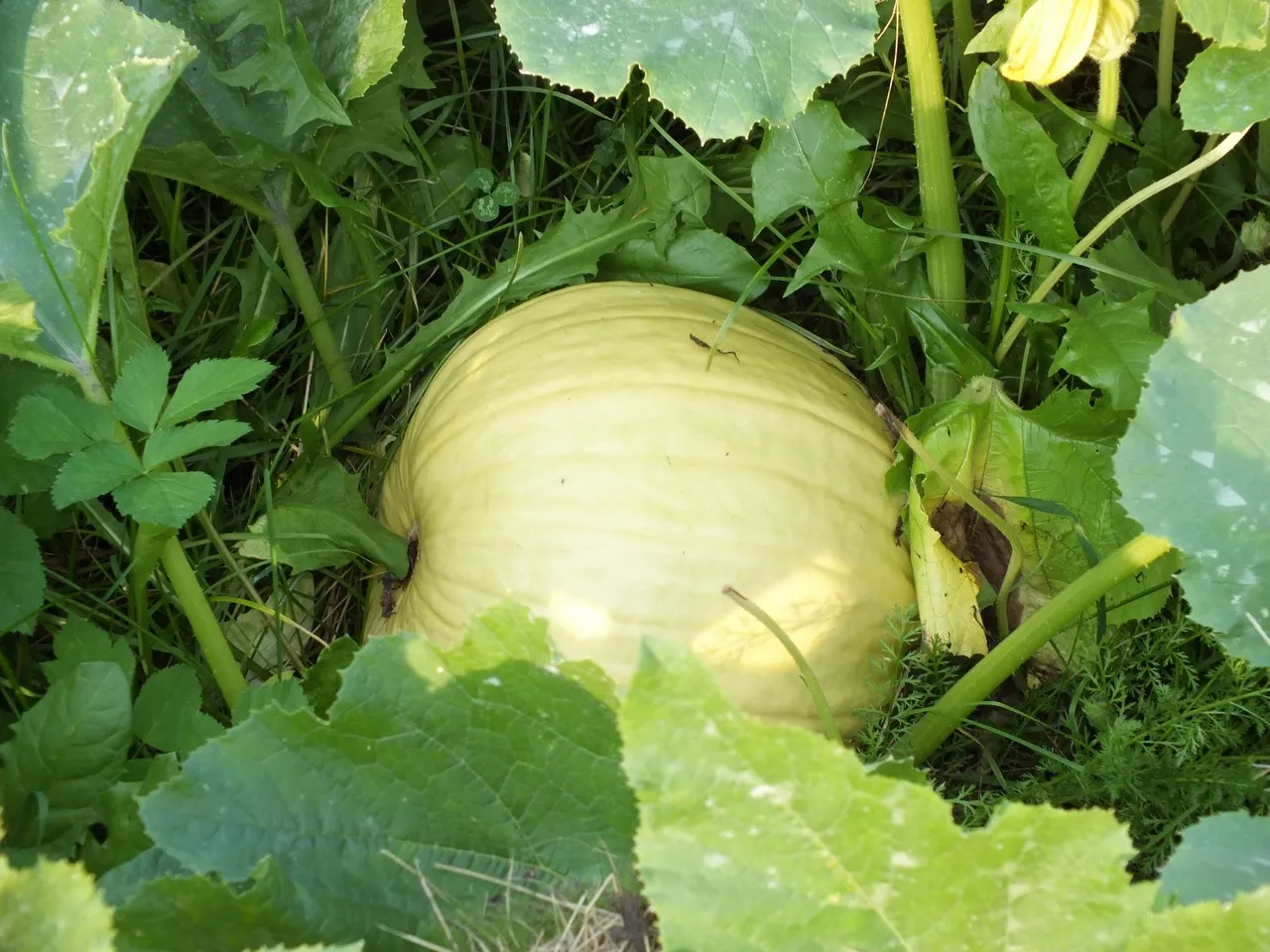Zapiekanka z dynią, papryką i boczkiem