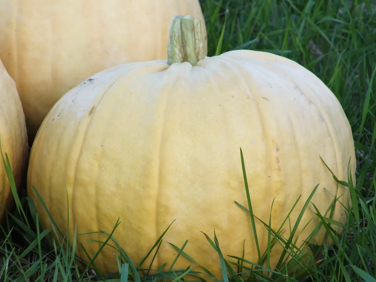 Ciasto z dynią i malinami