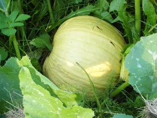 Jajecznica z dynią - 4
