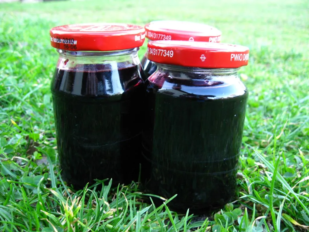 Syrop z czarnego bzu – przepis podstawowy