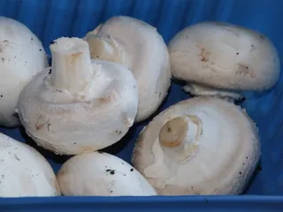Makaron na szybko z boczkiem i pieczarkami - 9