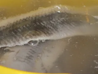 Śledzie z cebulą w oleju i musztardzie - 5