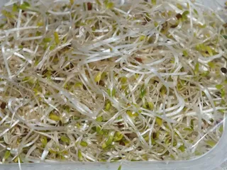 Sałatka z zielonej sałaty i sera Feta - 8