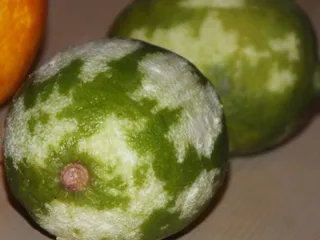 Karkówka w cytrusowo-czosnkowej marynacie - 7