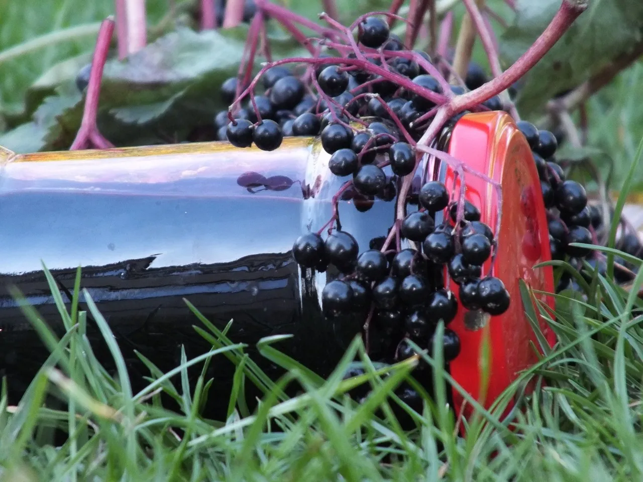 Sok z owoców czarnego bzu i limonki