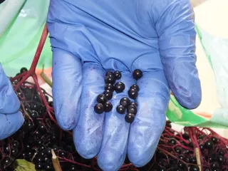 Sok z owoców czarnego bzu z cynamonową nutką - 6