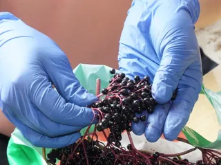 Sok z czarnego bzu z lawendą - 5