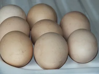 Biszkopt z masą śmietankowo-jogurtową i galaretką - 4
