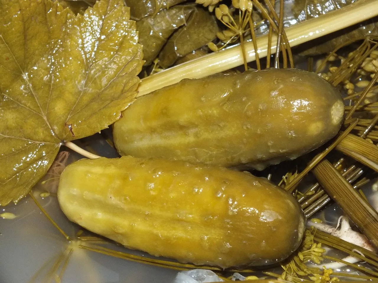 Małosolne ogórki