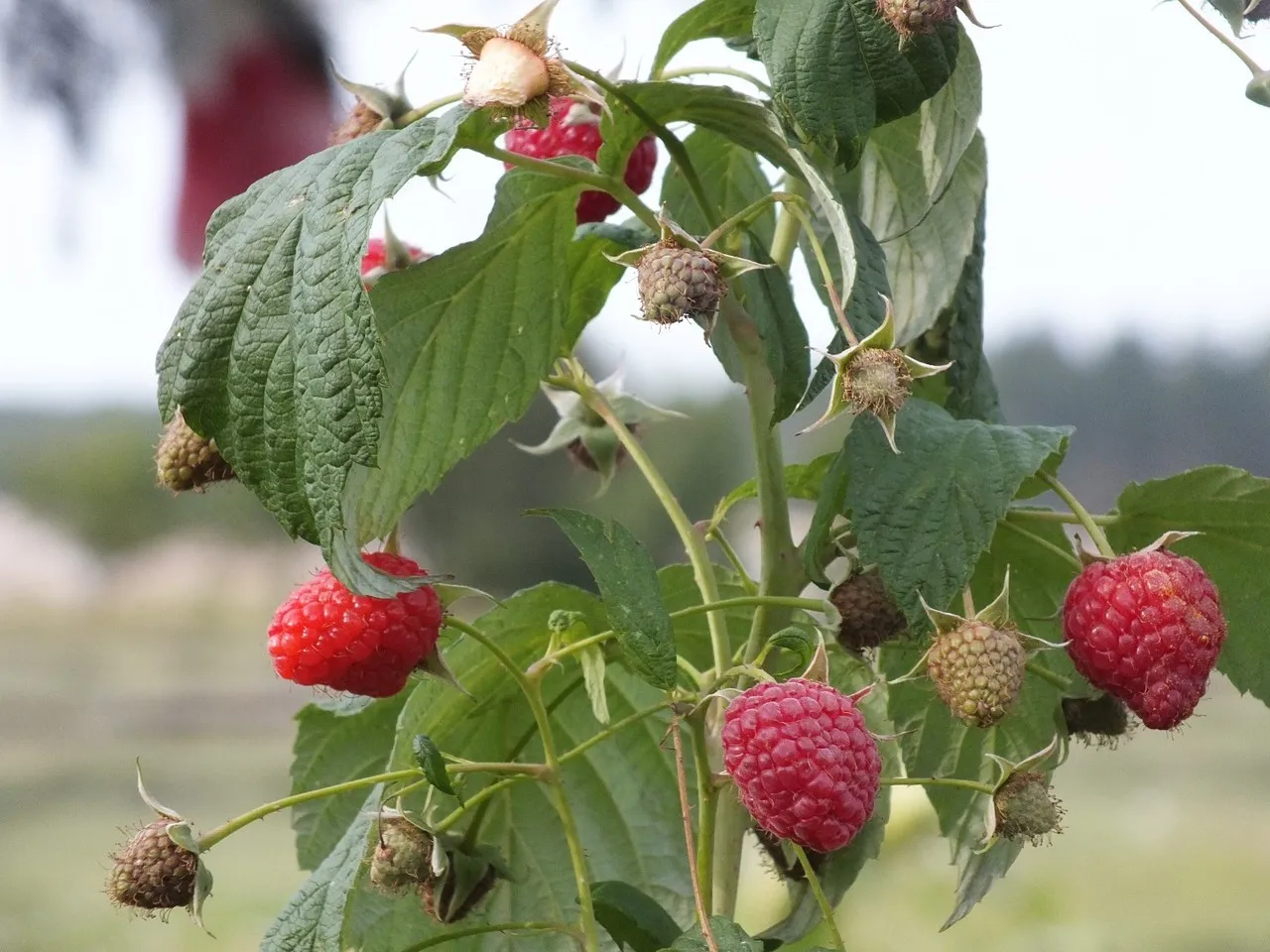 Sok malinowy z nutką mięty i aronii
