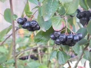 Sok z aronii, śliwek i winogron - 3
