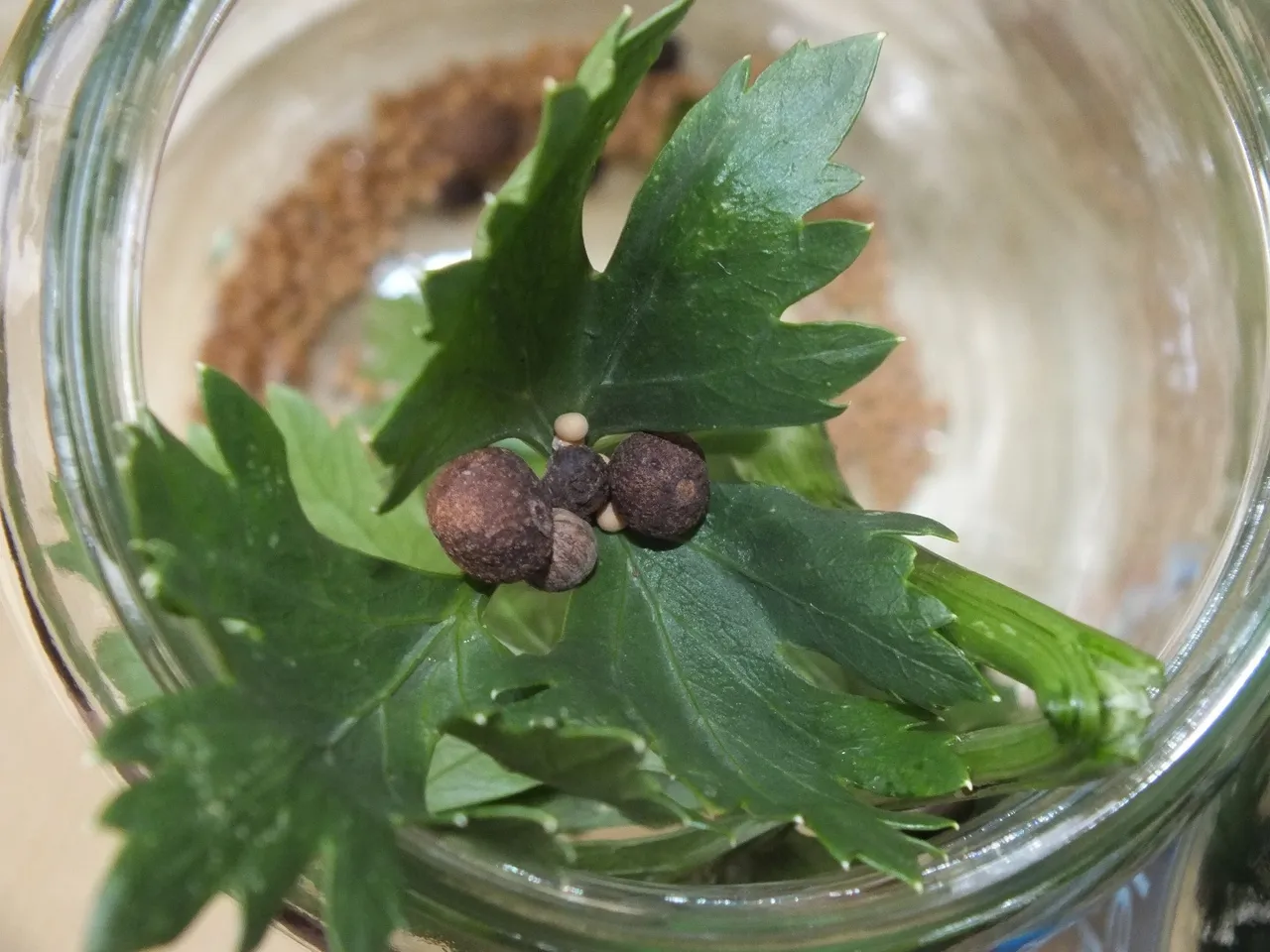Aromatyczne ogórki kanapkowe